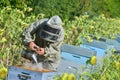 Bee Keeper Working with Bee Hives in a sunflower field Royalty Free Stock Photo