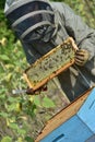 Bee Keeper Working with Bee Hives in a sunflower field Royalty Free Stock Photo