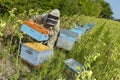 Bee Keeper Working with Bee Hives in a sunflower field Royalty Free Stock Photo