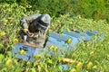 Bee Keeper Working with Bee Hives in a sunflower field