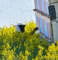 Bee keeper working on hives Royalty Free Stock Photo