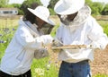 Bee Keepers Royalty Free Stock Photo