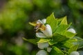 Bee keeping feed by a flower for honey