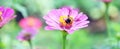 Bee keeping nectar from Cosmos Flower