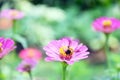 Bee keeping nectar from Cosmos Flower