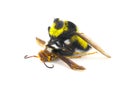 Bee killer robber fly on top of a paper wasp. Southern bee killer - Mallophora orcina - large robust with black and yellow colors Royalty Free Stock Photo