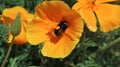 Bee laden with pollen on a Californian poppy. Royalty Free Stock Photo