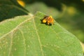 Bee Laden with Pollen Royalty Free Stock Photo