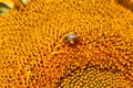 Bee Laden with Pollen on Sunflower Royalty Free Stock Photo