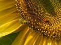 Bee and ladybug pollinate the blooming sunflower flower