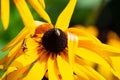 A Bee in the Act of Pollinating a Sunflower Royalty Free Stock Photo