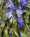 Bee landing on agapanthus Flower