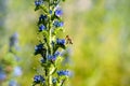 Bee landing on a blueweed flower