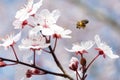 Bee landing on cherry blossom during pollenation