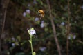 Bee landing flower Royalty Free Stock Photo