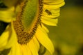 Bee Landing on Sunflower Royalty Free Stock Photo