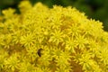 Spring Bloom Series - Yellow Flowers with Bee - Aeonium Zwartkop