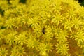 Spring Bloom Series - Yellow Flowers with Bee - Aeonium Zwartkop