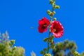 Bee lands on a red flower with blue sky in the background. Symbol for pollination, summer, spring Royalty Free Stock Photo