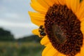 A bee lands on a sunflower to pollinate it Royalty Free Stock Photo