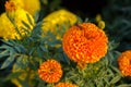 Bee on lantana camara flowers. Royalty Free Stock Photo