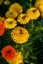 Bee on lantana camara flowers. Royalty Free Stock Photo