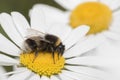 Bee on a large daisy Royalty Free Stock Photo