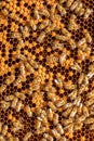 Bee larvae Beekeepers' Delight: Bees Caring for Honeycomb Racks with Mixed Brood