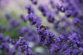 A bee lands on a flowering stalk of vivid colored lavender.