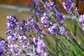 Bee on a lavender flower Royalty Free Stock Photo