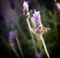 Bee on Lavender