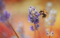 Bee on lavender with bokeh backround Royalty Free Stock Photo