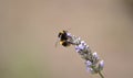 Bee on lavender