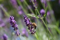 Bee on lavender collects pollen