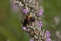 Bee on a lavender flower