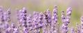 A bee on a lavender flower close-up. A honey bee pollinates lavender flowers