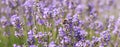 A bee on a lavender flower close-up. Lavender flowers in a field close-up