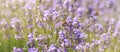 A bee on a lavender flower close-up. A honey bee pollinates lavender flowers