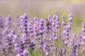 A honey bee pollinates lavender flowers. Pollination of plants by insects