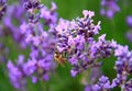 Bee on lavender flower in a field stock photo Royalty Free Stock Photo