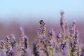 Bee in a lavender flower in a field Royalty Free Stock Photo