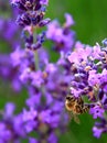 Bee on lavender flower in a field stock photo Royalty Free Stock Photo