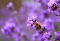 Bee on lavender flower in a field stock photo Royalty Free Stock Photo