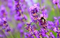 Bee on lavender flower in a field stock photo Royalty Free Stock Photo