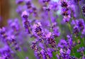 Bee on lavender flower in a field stock photo Royalty Free Stock Photo