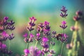 Bee on lavender flower in the field Royalty Free Stock Photo