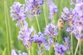 Bee on lavender flower Royalty Free Stock Photo