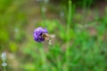 Bee on a lavender flower in the garden on a green blurred background. Pollination. Top view Royalty Free Stock Photo