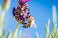 Bee on lavender flower Royalty Free Stock Photo