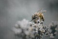 Bee on lavender flower on grey color background